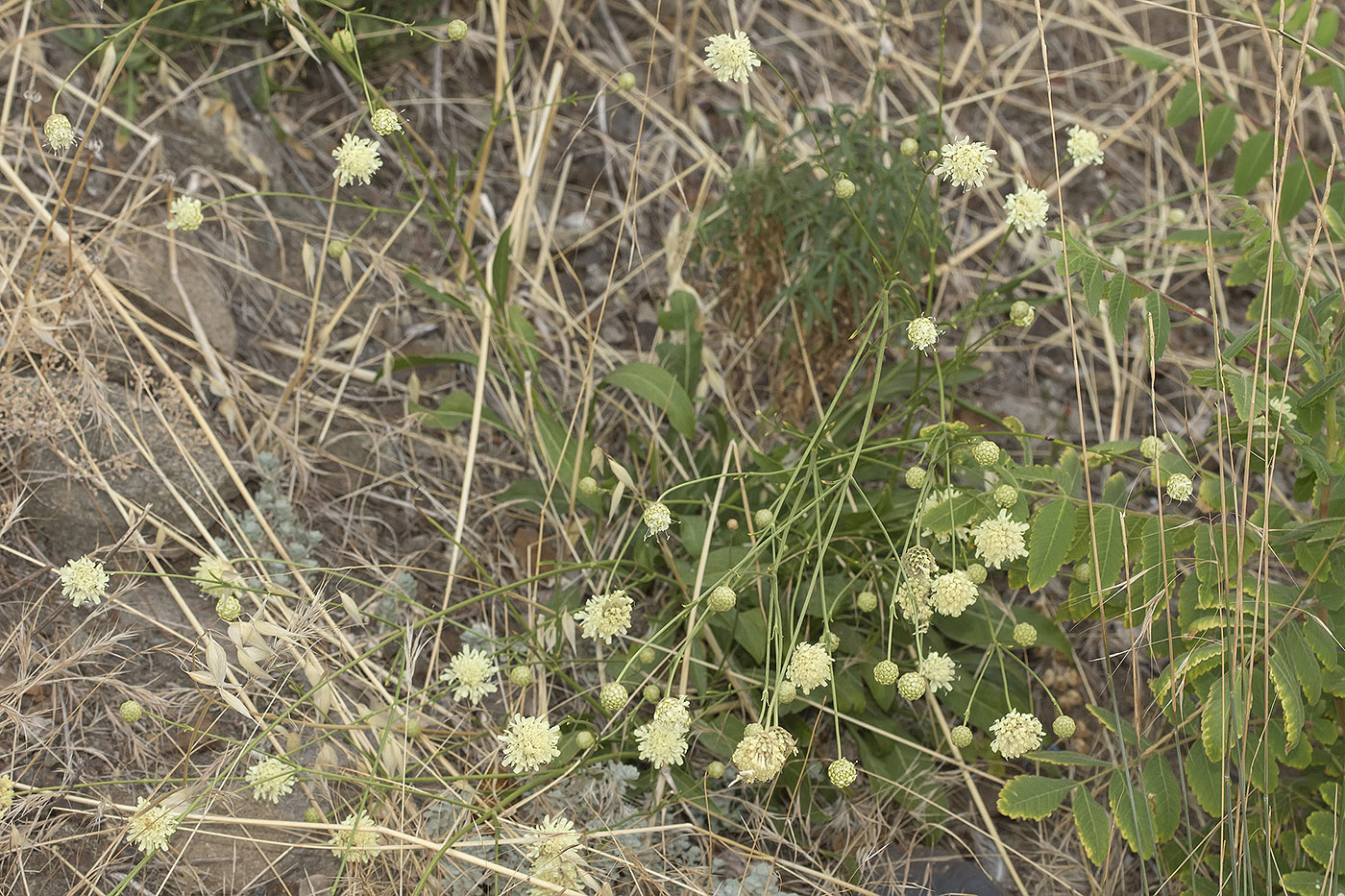 Image of Cephalaria coriacea specimen.