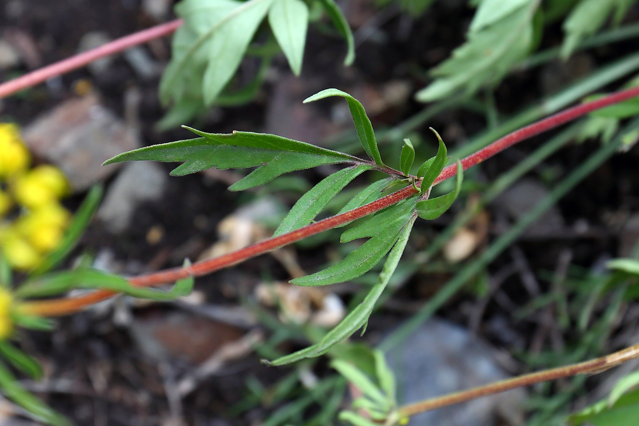 Изображение особи Patrinia rupestris.