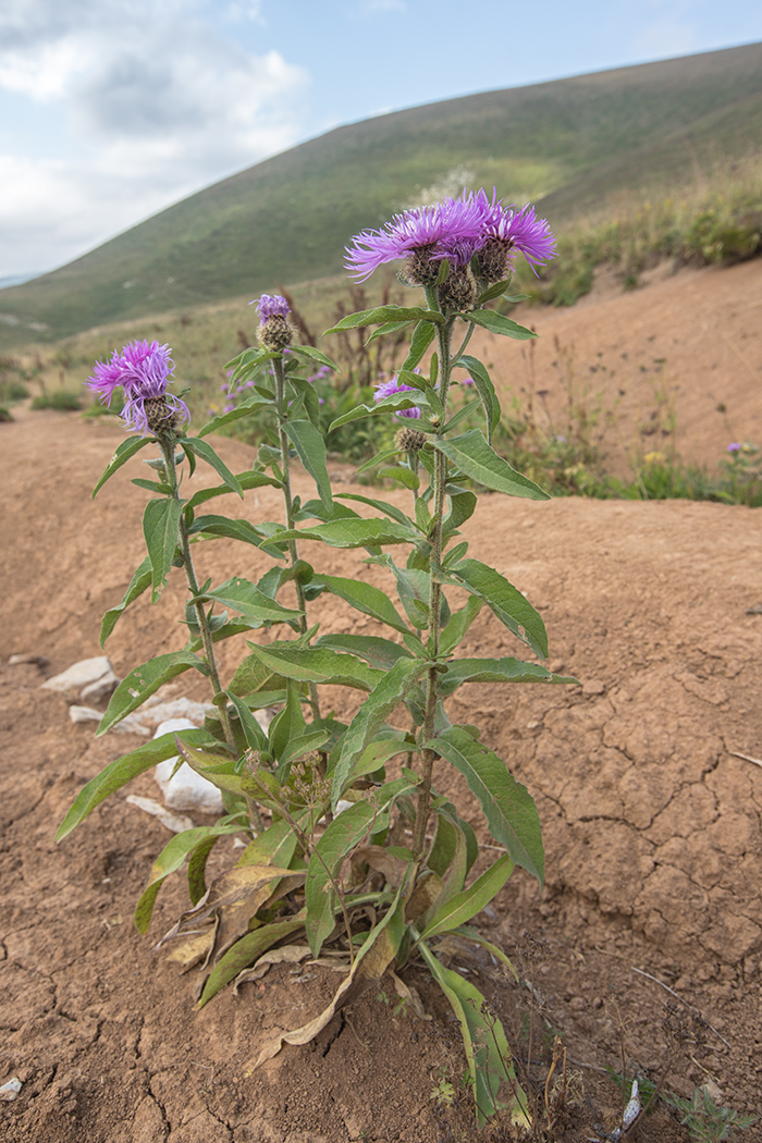 Изображение особи Centaurea alutacea.