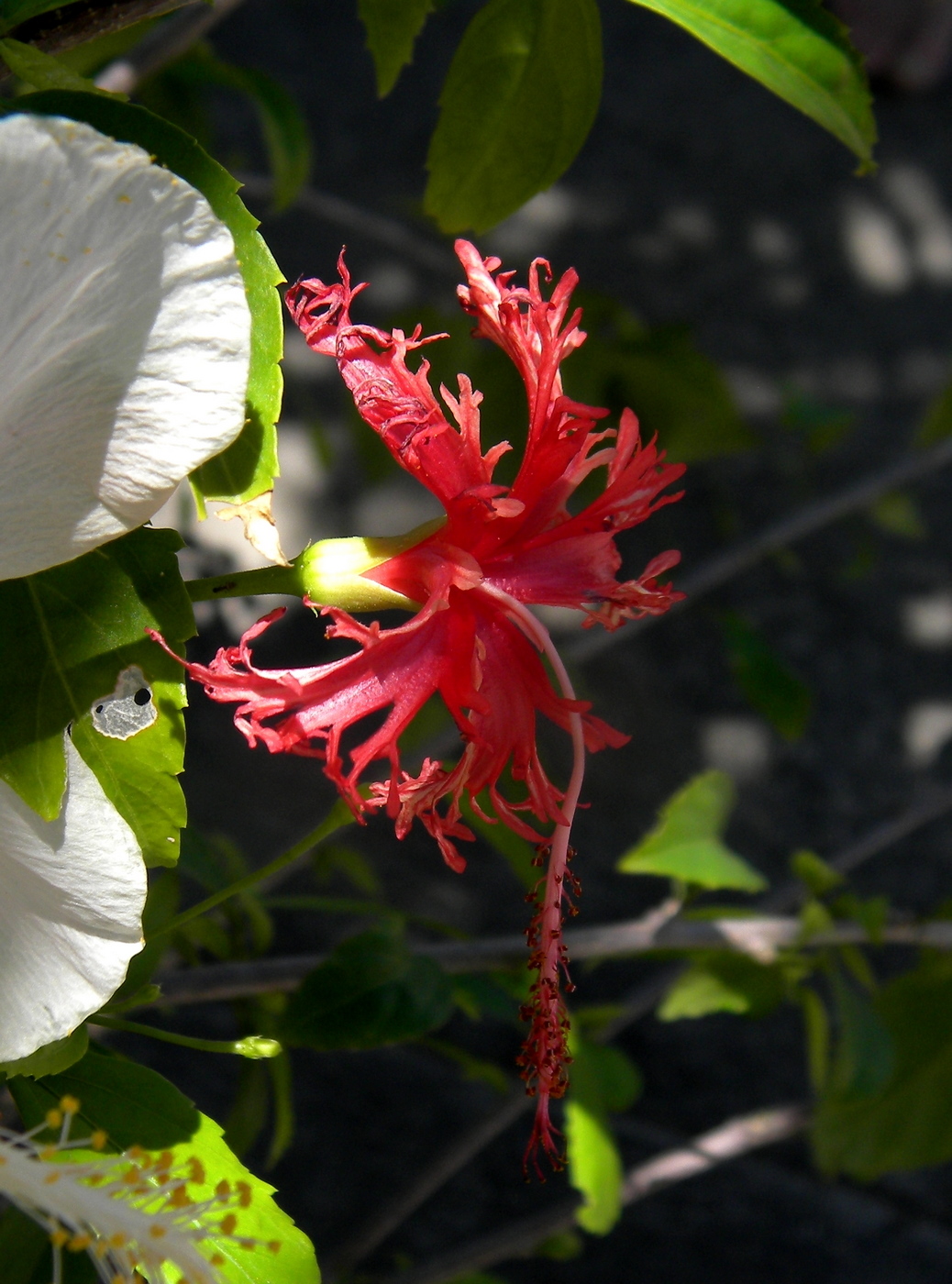 Изображение особи Hibiscus schizopetalus.