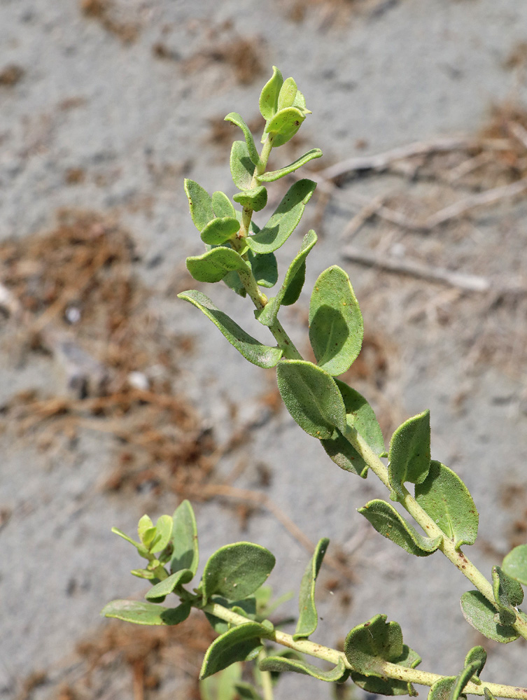 Image of Karelinia caspia specimen.