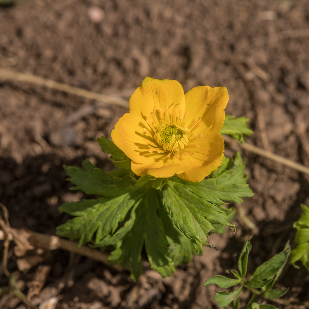 Изображение особи Trollius ranunculinus.