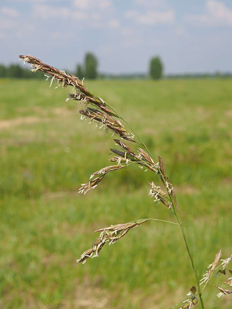 Изображение особи Festuca arundinacea.