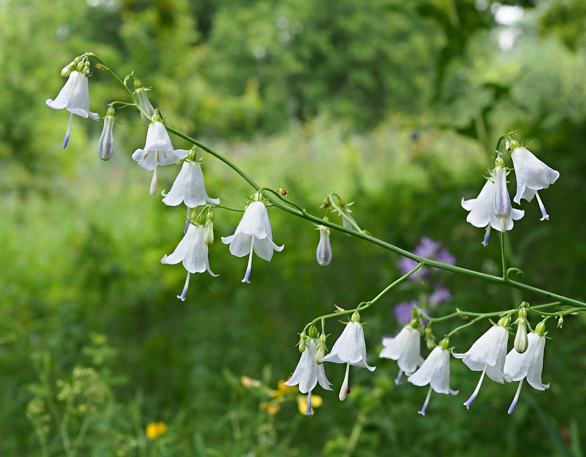 Изображение особи Adenophora liliifolia.