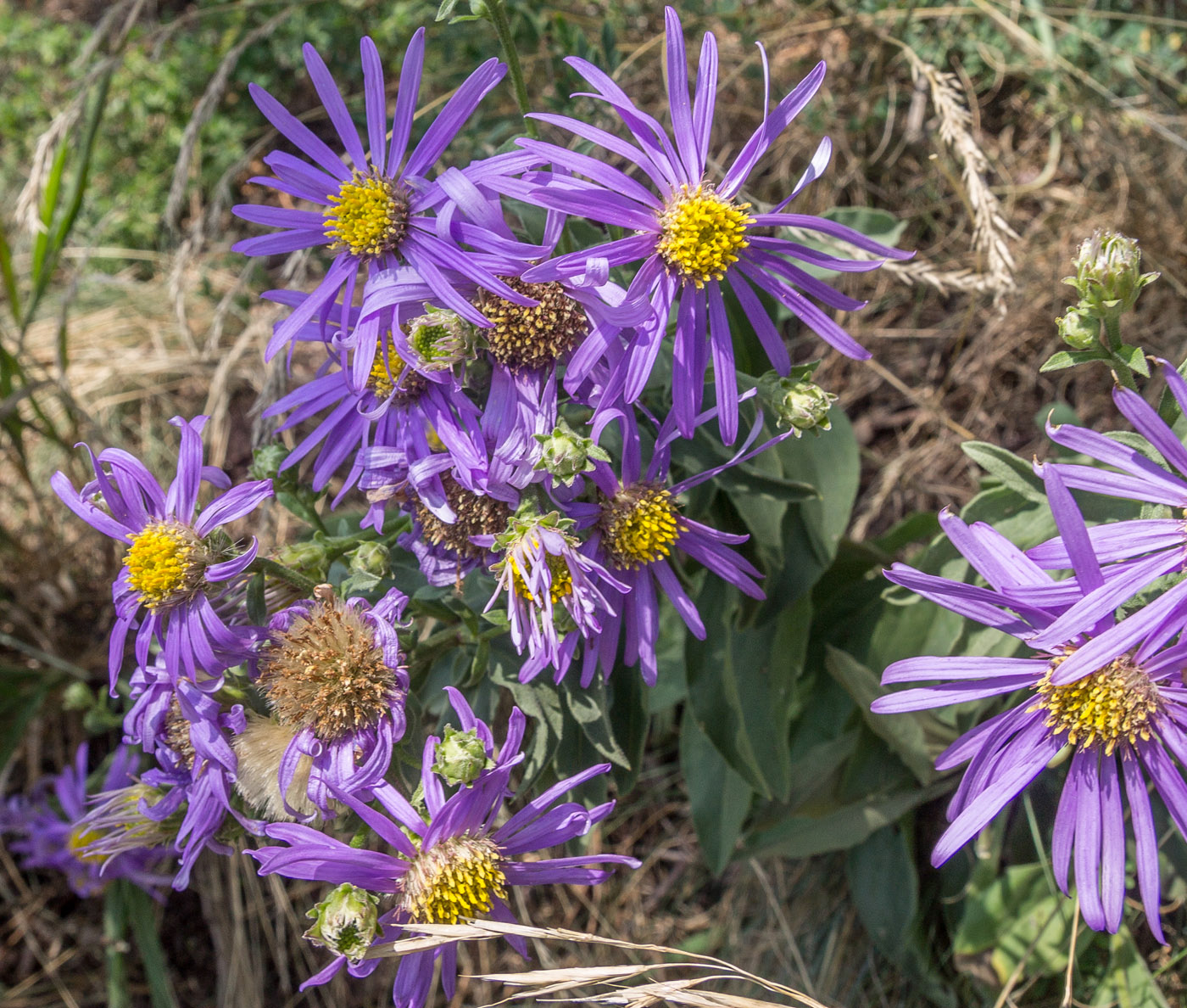 Image of Aster bessarabicus specimen.