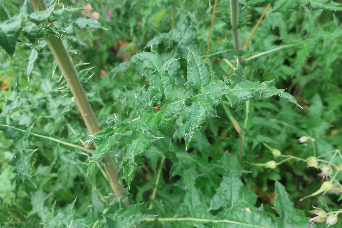 Image of Echinops sphaerocephalus specimen.