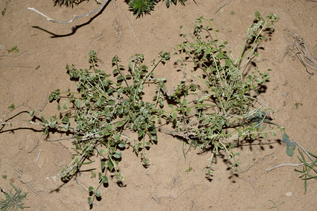 Image of Ammothamnus lehmannii specimen.