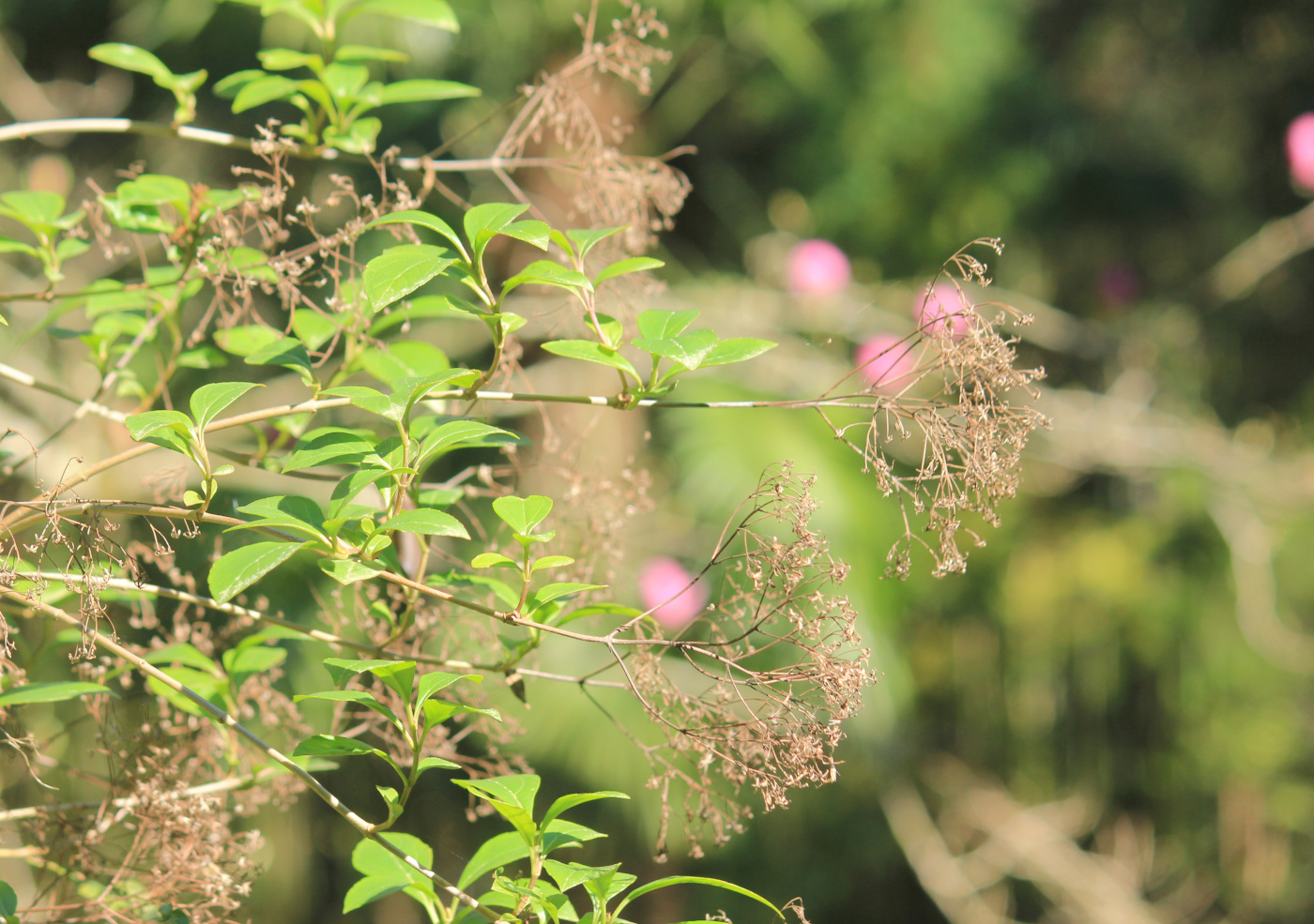 Image of Ageratina ligustrina specimen.