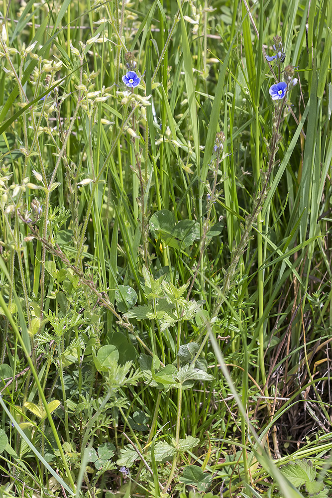 Image of Veronica chamaedrys specimen.