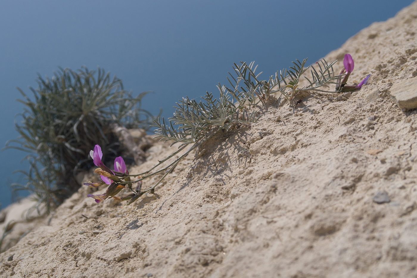 Image of Astragalus subuliformis specimen.