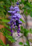 Wisteria sinensis