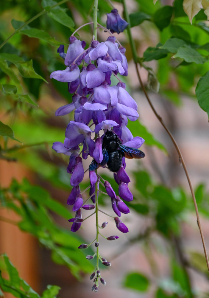 Изображение особи Wisteria sinensis.