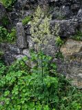 Thalictrum minus. Цветущее растение в сообществе с Rubus. Грузия, Имеретия, г. Кутаиси, у каменной стены. 14.06.2023.