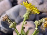 Sonchus arvensis