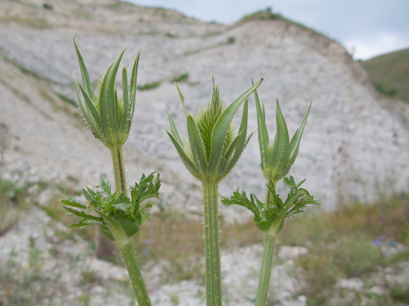 Изображение особи Dipsacus laciniatus.