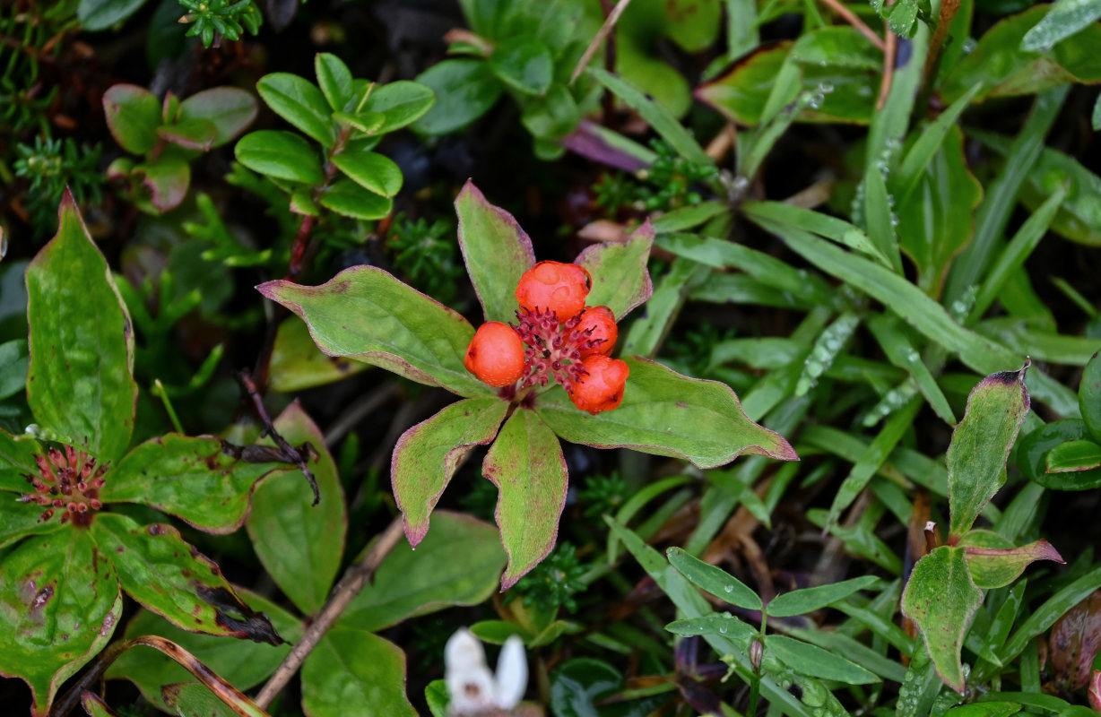 Изображение особи Chamaepericlymenum canadense.