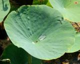 Nelumbo caspica