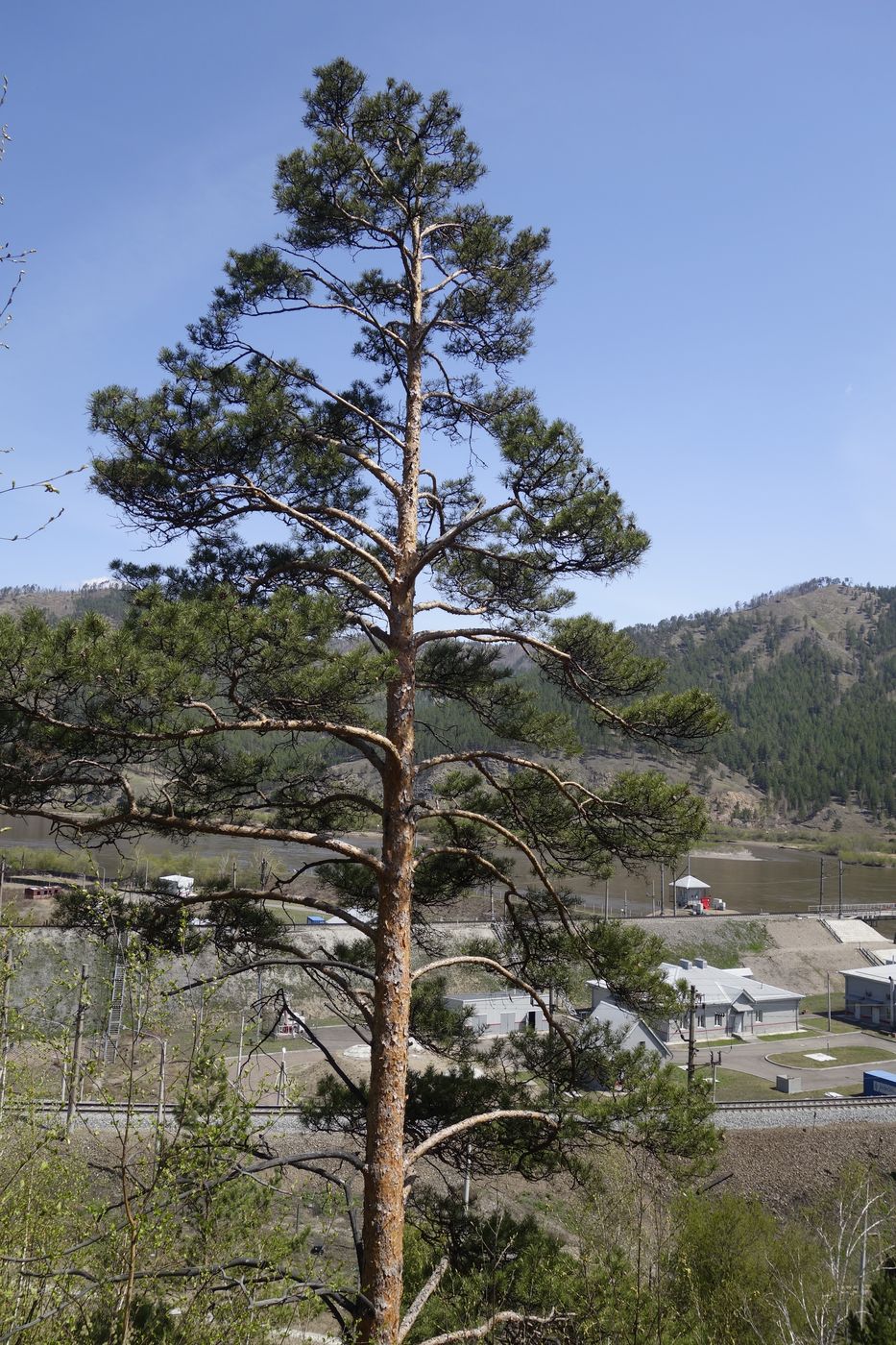 Image of Pinus sylvestris specimen.