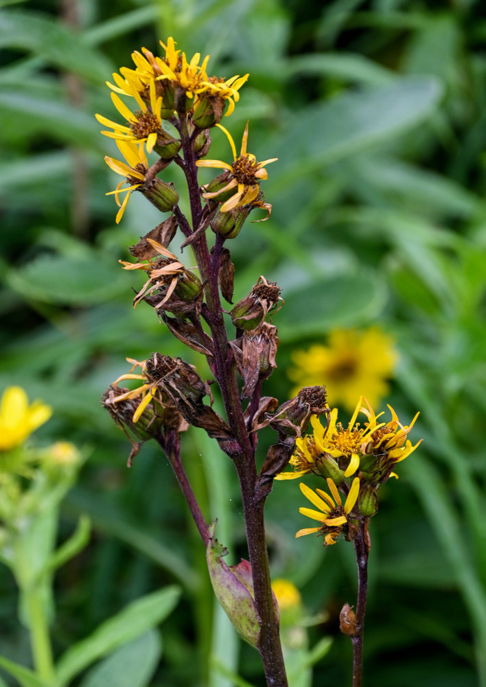 Изображение особи Ligularia fischeri.