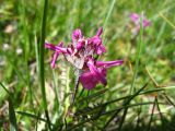 Pedicularis caucasica