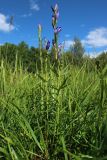 Gentiana pneumonanthe