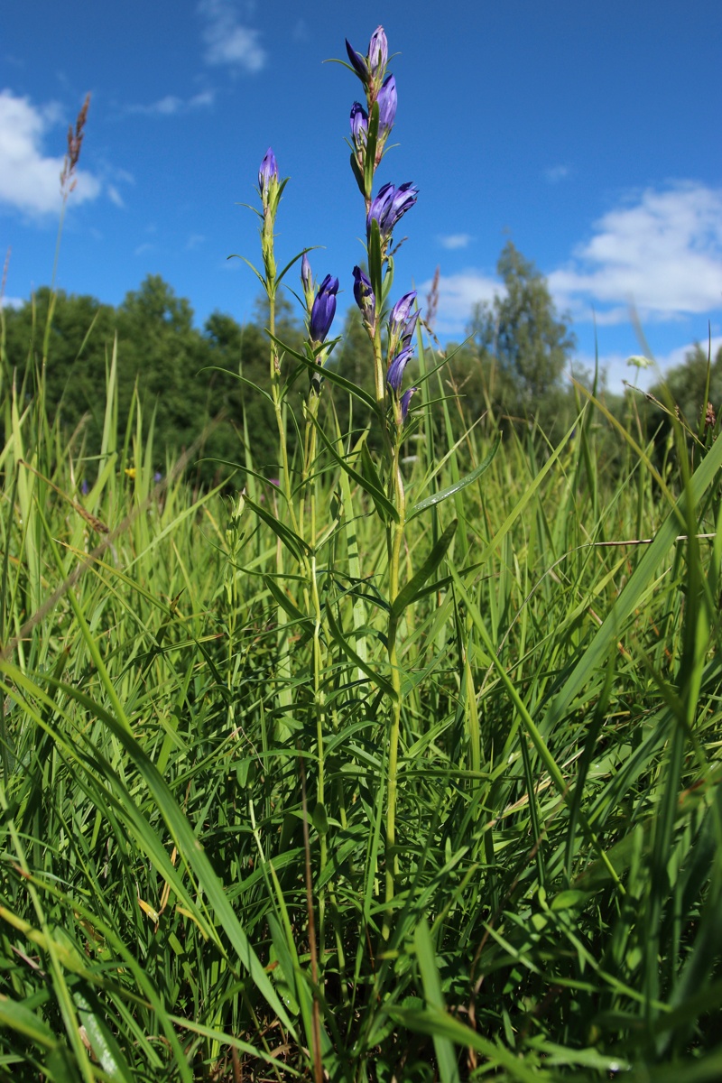 Изображение особи Gentiana pneumonanthe.