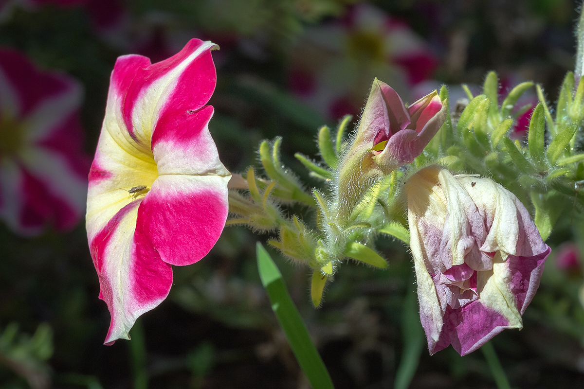 Изображение особи Petunia &times; hybrida.