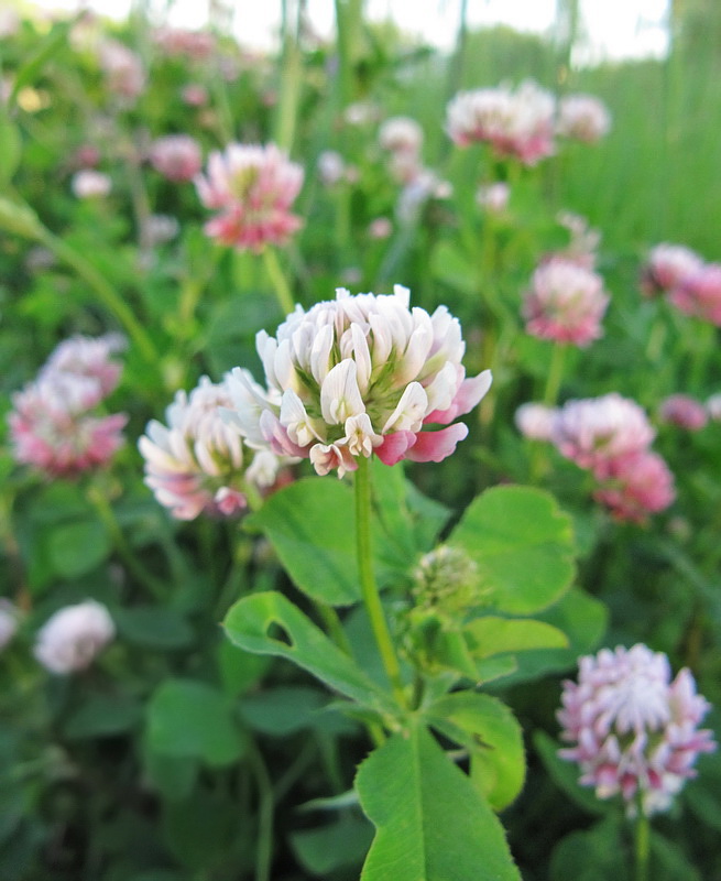 Image of Trifolium hybridum specimen.