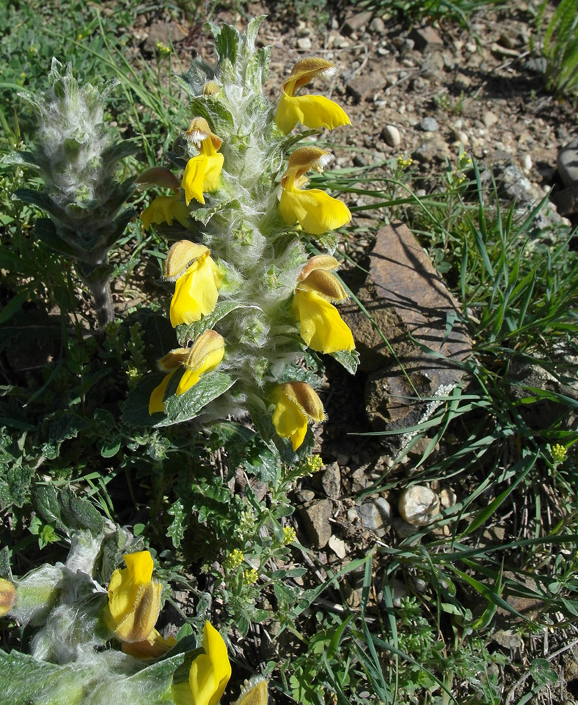 Изображение особи Phlomoides speciosa.