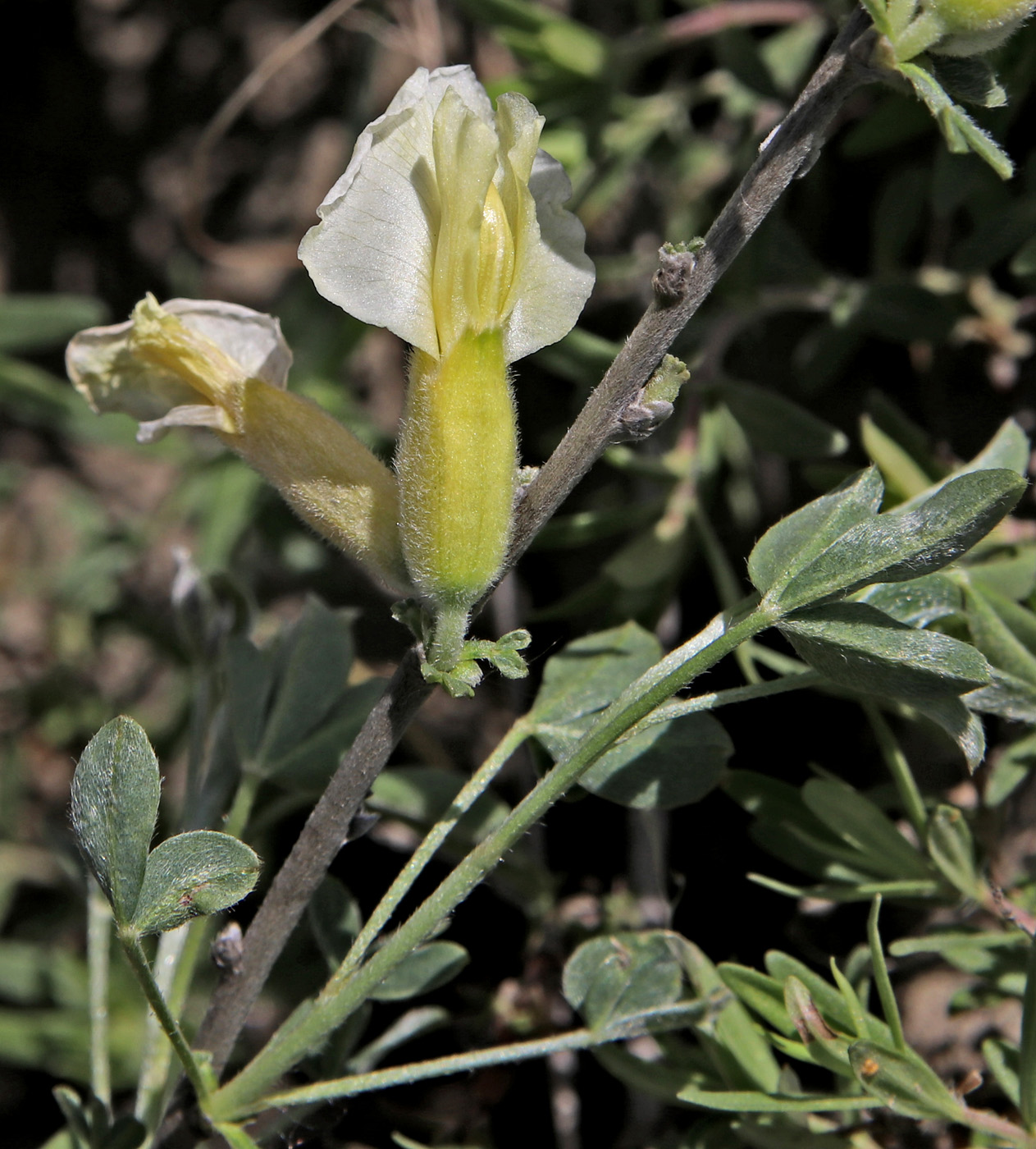 Изображение особи Chamaecytisus ruthenicus.