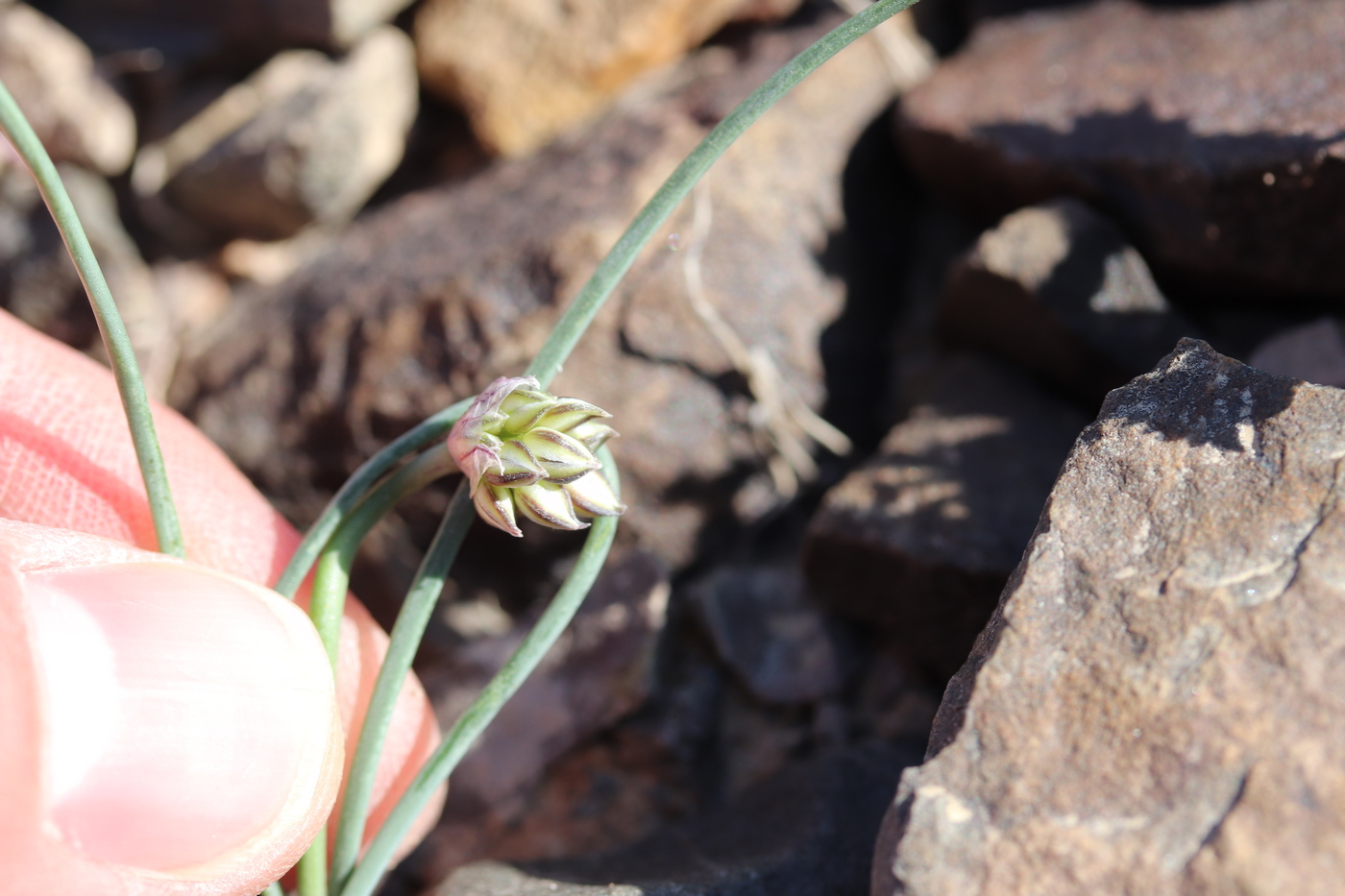 Image of Allium lehmannianum specimen.