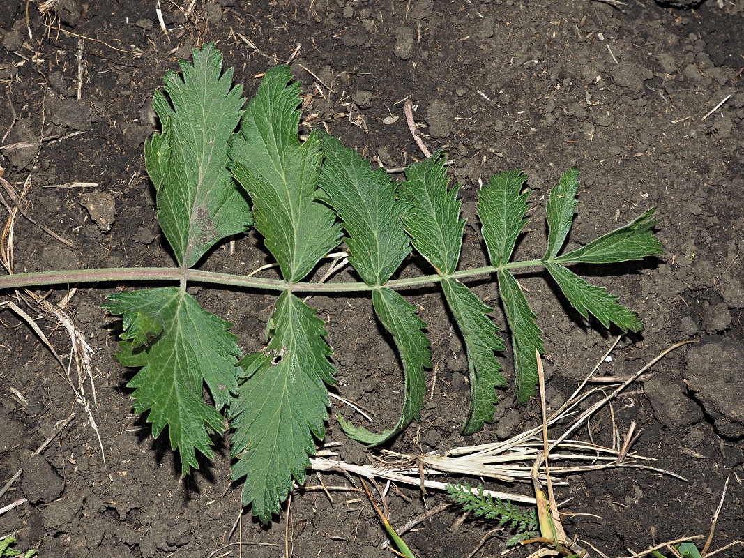 Image of Pimpinella nigra specimen.