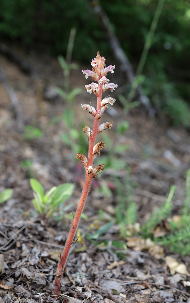 Image of Orobanche minor specimen.