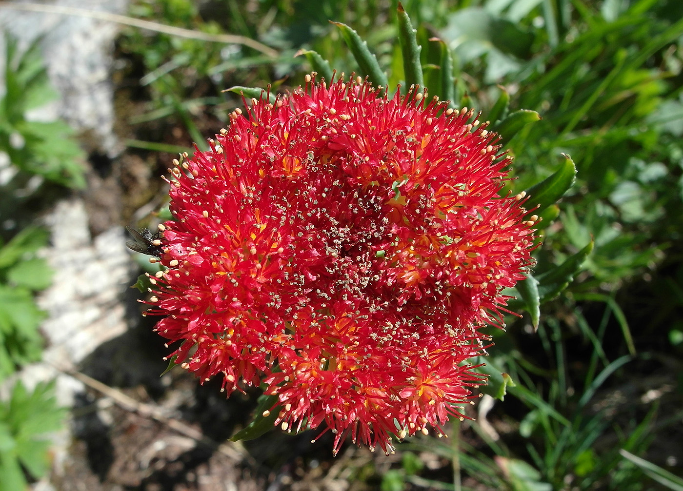 Image of Rhodiola linearifolia specimen.