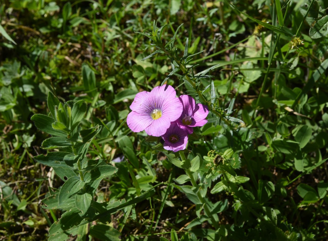 Изображение особи Linum hypericifolium.