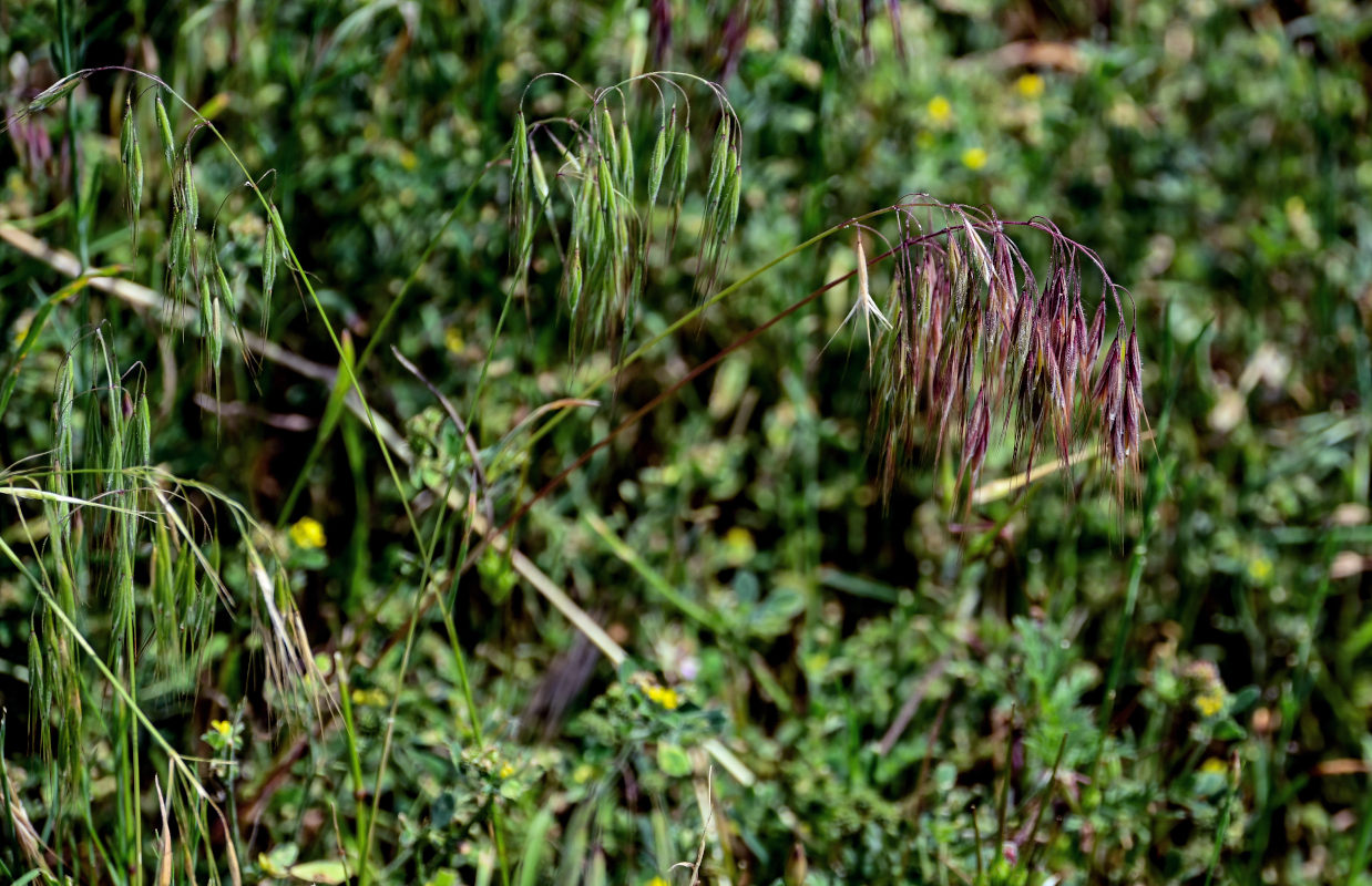 Изображение особи Anisantha tectorum.