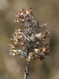 Thymus ovatus. Соплодие с вызревшими плодами. Беларусь, Витебская обл., окр. пос. Езерище, луг на берегу озера. 22.08.2010.