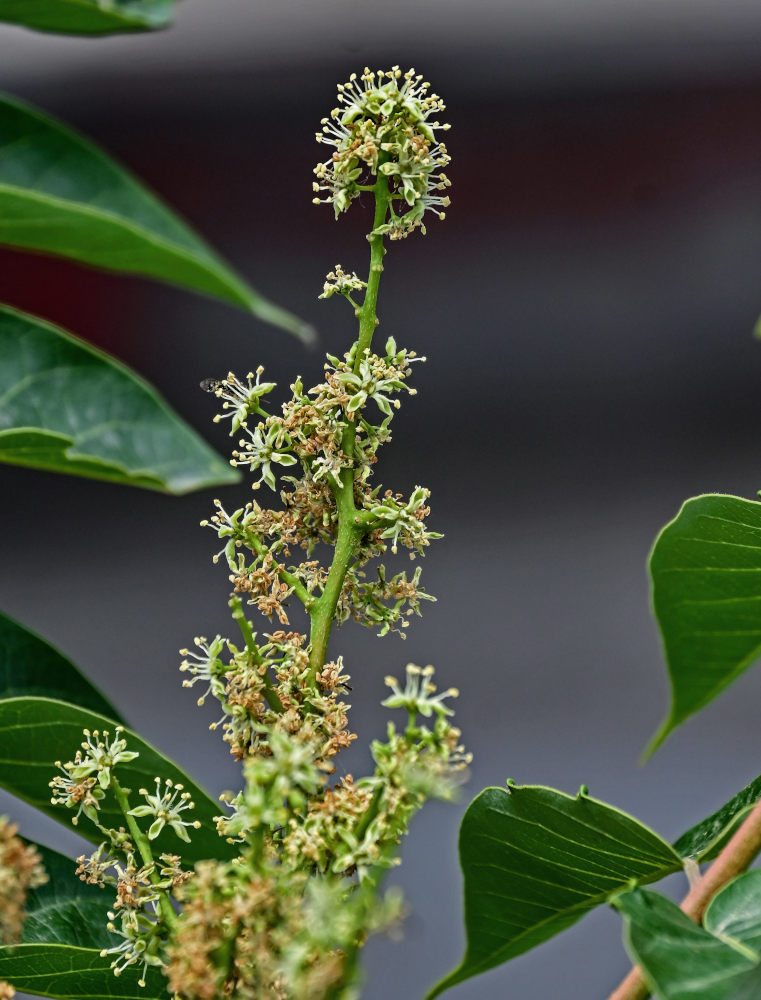 Изображение особи Ailanthus altissima.