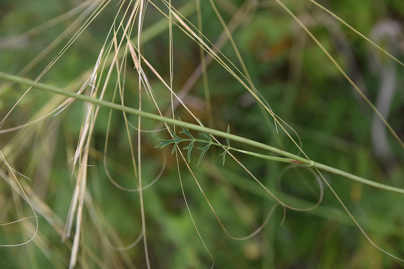 Image of Pimpinella saxifraga specimen.