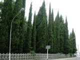 Cupressus sempervirens. Деревья пирамидальной формы. Сочинский р-н, пос. Лазаревское, 20 сентября 2005 г.