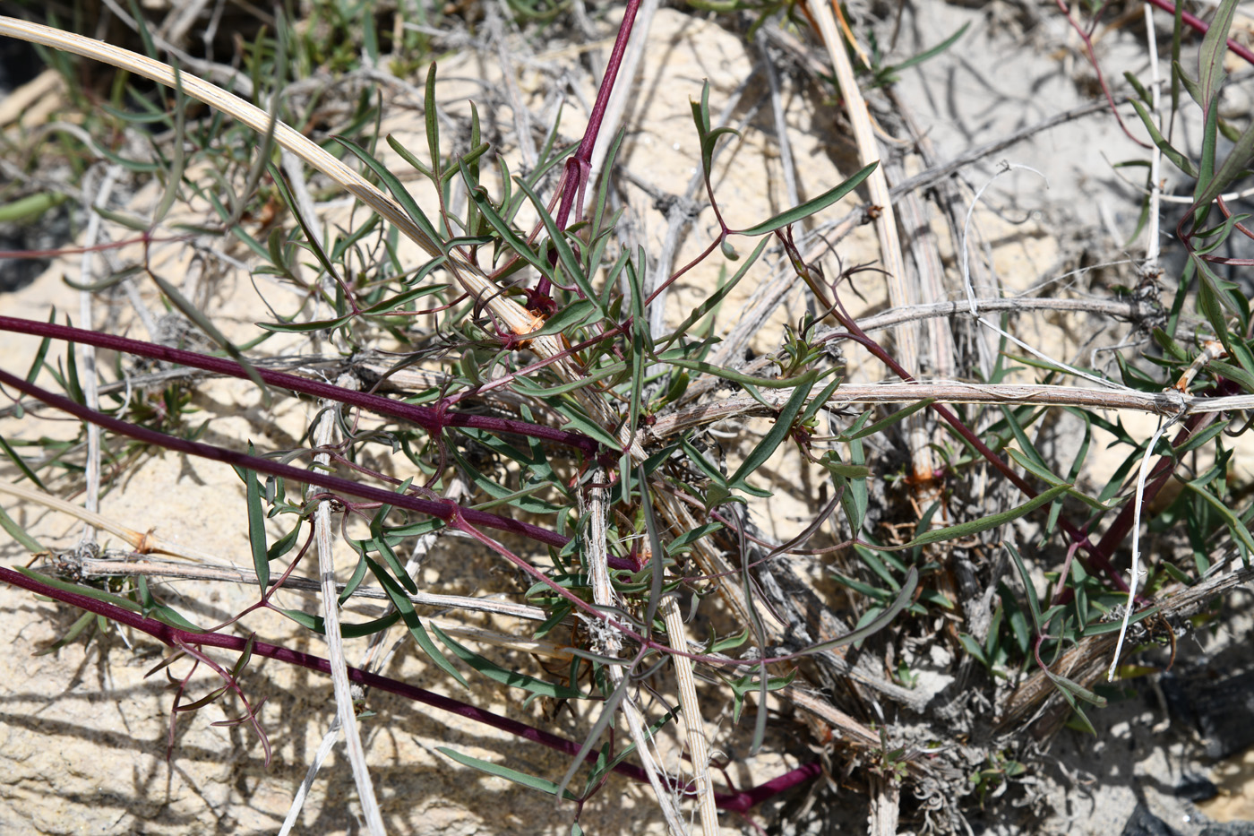 Image of Clematis orientalis specimen.