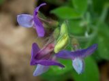 Lathyrus laxiflorus. Цветки и бутон. Крым, Южный Берег, городской округ Алушта, долина р. Алака (Сотера). 26.05.2024.