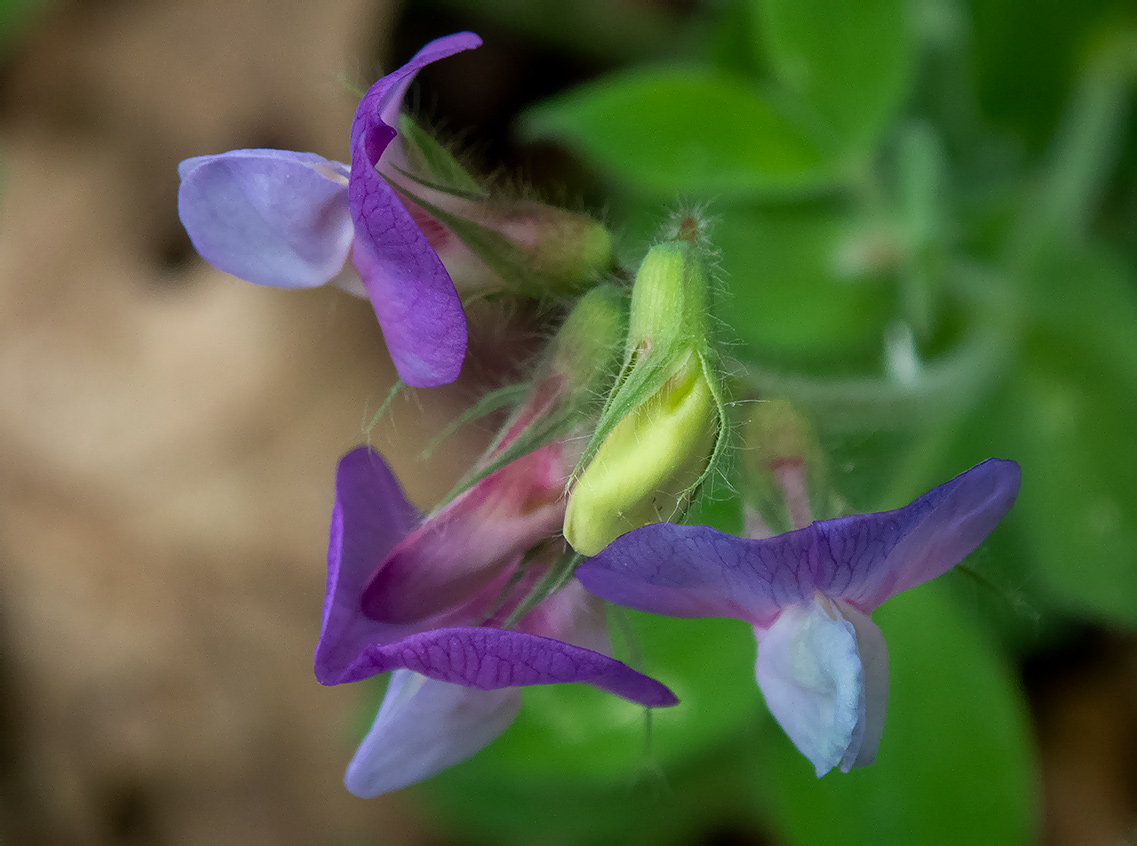 Image of Lathyrus laxiflorus specimen.