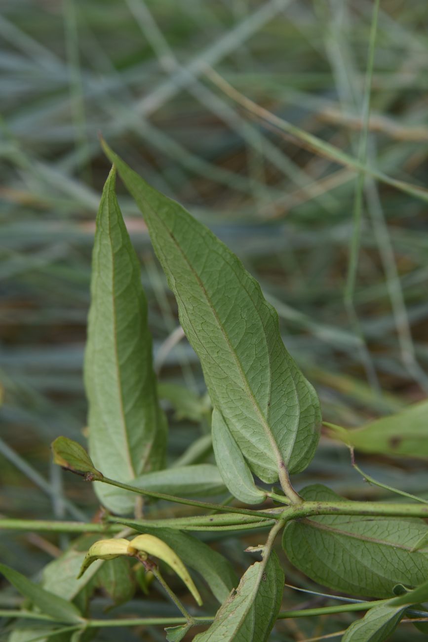 Image of Vincetoxicum hirundinaria specimen.