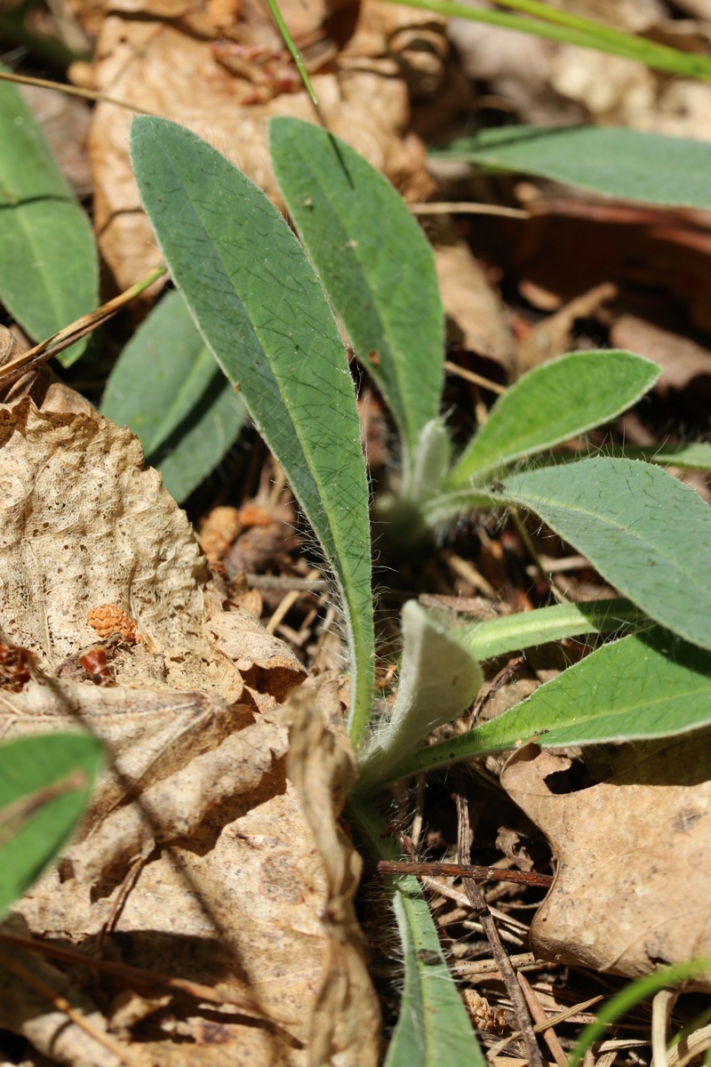 Image of Pilosella officinarum specimen.