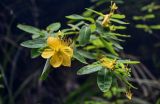 Hypericum monogynum