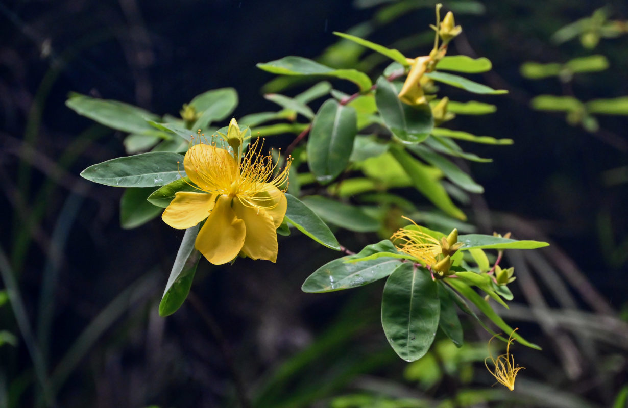 Изображение особи Hypericum monogynum.