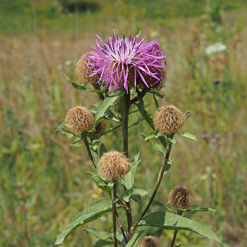 Image of Centaurea pseudophrygia specimen.