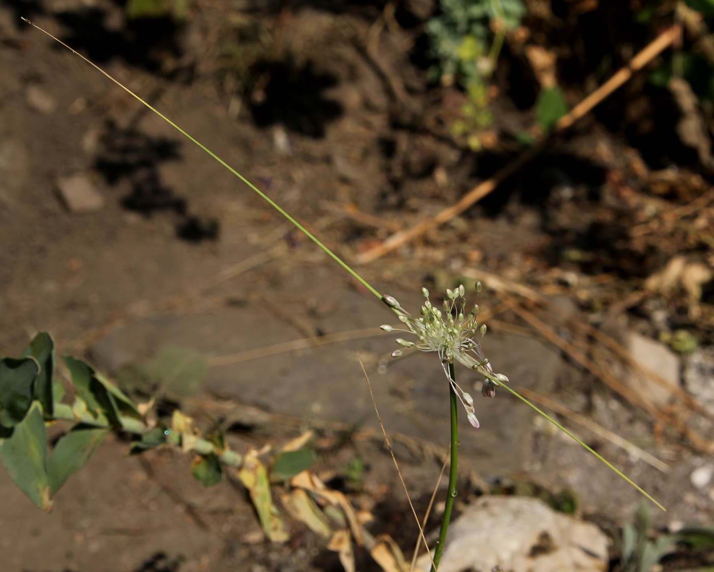 Image of Allium podolicum specimen.