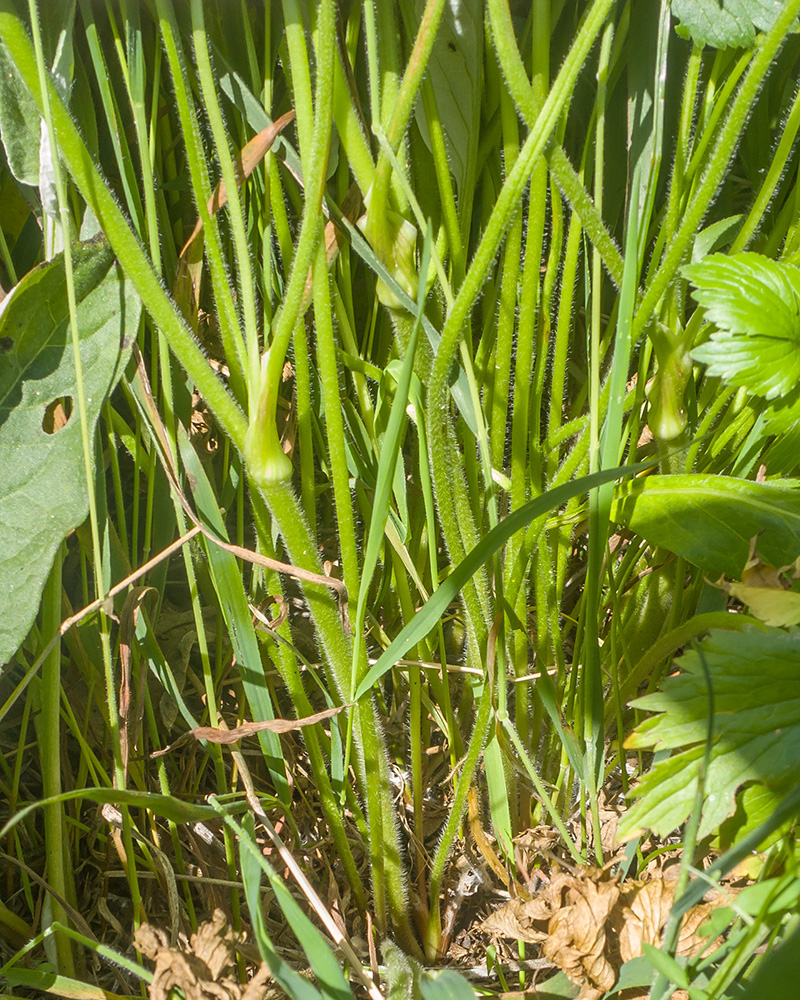 Image of Ranunculus oreophilus specimen.